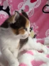 アメリカンカール【埼玉県・女の子・2016年2月29日・キャリコ】の写真2