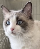 ラグドール【・女の子・2023年4月4日・ブルーポイントバイカラー】