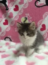 アメリカンカール【埼玉県・女の子・2016年7月25日・ブラウンタビー&ホワイト】の写真2