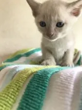 トンキニーズ【埼玉県・男の子・2018年6月23日・プラチナソリッド】の写真2