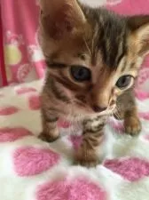 ベンガル【埼玉県・女の子・2015年12月27日・ブラウンスポテッドタビー】の写真2