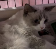 ラグドール【・女の子・2021年9月18日・ブルーポイントバイカラー】