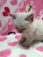 ラグドール【埼玉県・男の子・2015年12月9日・ブルーポイントミテッド】の写真2