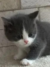 ブリティッシュショートヘア【埼玉県・男の子・2017年5月15日・ブルー&ホワイト】の写真2