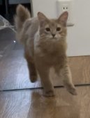 ソマリ【・男の子・2023年8月19日・フォーン】