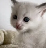 ラグドール【埼玉県・男の子・2023年10月10日・ブルーポイントバイカラー】の写真2