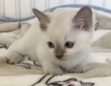 トンキニーズ【埼玉県・女の子・2021年1月14日・プラチナミンク】の写真3