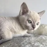 トンキニーズ【埼玉県・男の子・2023年1月7日・プラチナソリッド】の写真4