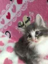 ノルウェージャンフォレストキャット【埼玉県・女の子・2015年11月10日・ダイリュートキャリコ】の写真4