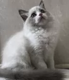 ラグドール【埼玉県・女の子・2024年8月25日・ブルーポイントバイカラー】の写真4