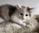 ノルウェージャンフォレストキャット【埼玉県・女の子・2023年7月21日・ダイリュートキャリコ】の写真4