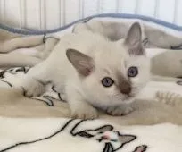 トンキニーズ【埼玉県・女の子・2021年1月14日・プラチナミンク】の写真5