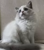 ラグドール【埼玉県・女の子・2024年8月25日・ブルーポイントバイカラー】の写真5