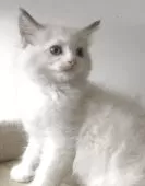 ラグドール【埼玉県・女の子・2025年8月7日・ブルーポイントバイカラー】の写真10