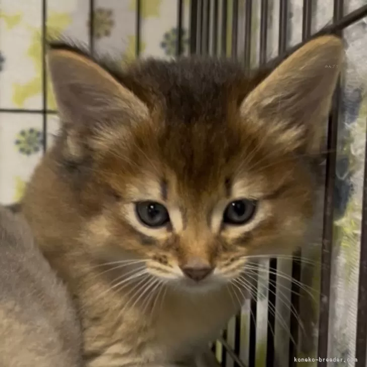 ID:2509-00438の子猫