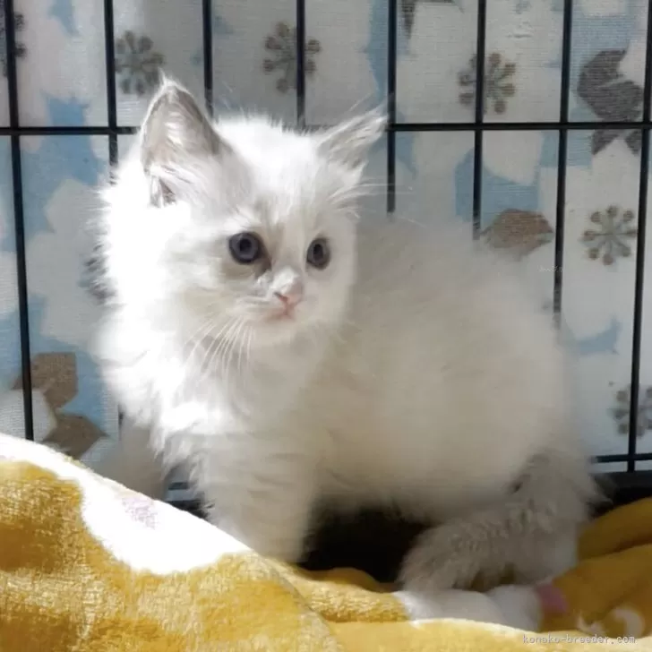 ID:2505-02968の子猫