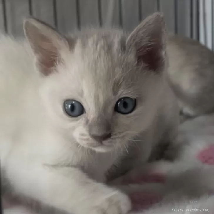 ID:2502-02000の子猫