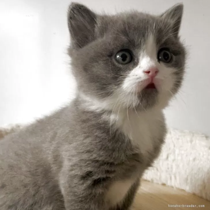 ブリティッシュショートヘア【埼玉県・男の子・2025年11月4日・ブルー&amp;ホワイト】の写真1