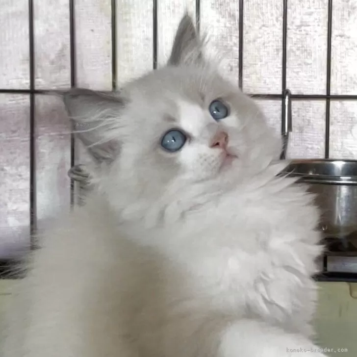 ID：2510-01295の子猫