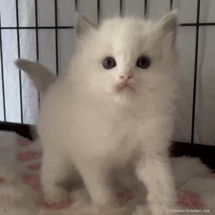 ID：2503-00797の子猫