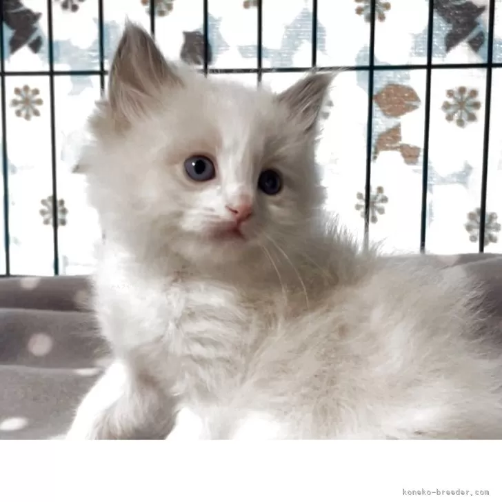 ID：2505-02594の子猫