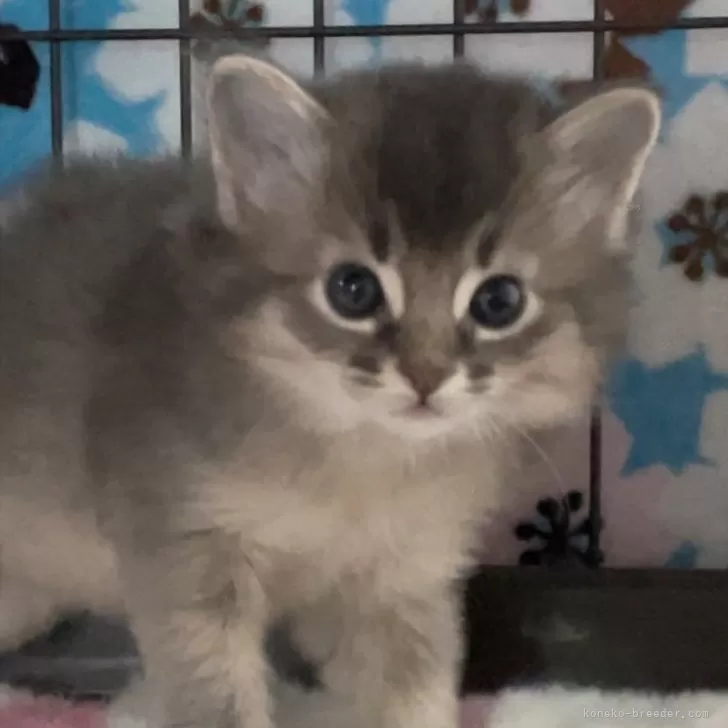 ID:2502-00697の子猫