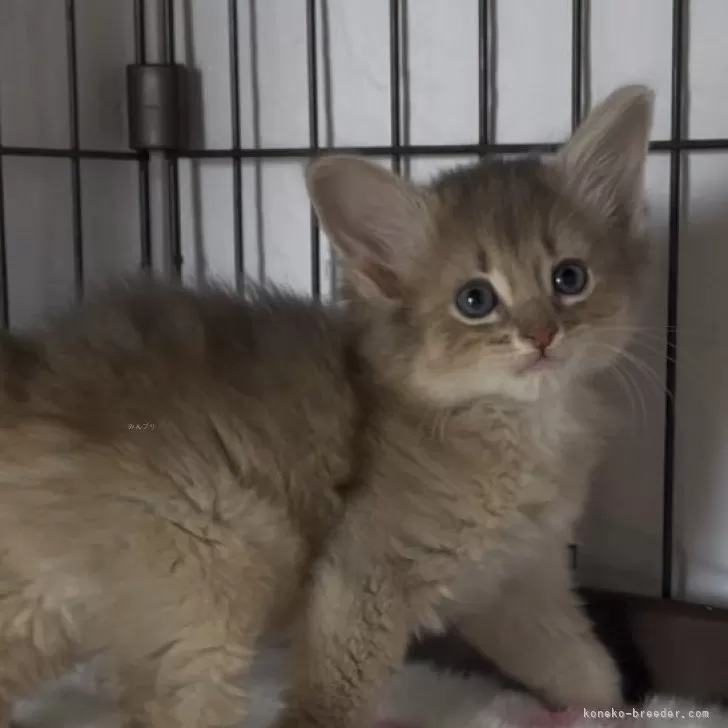 ID:2502-02088の子猫
