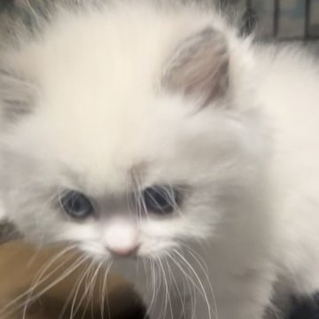 ラグドール【埼玉県・女の子・2025年10月16日・ブルーポイントバイカラー】の写真「ふわふわの可愛い女の子」