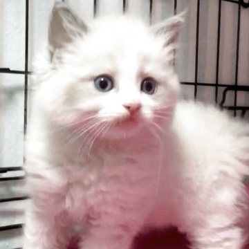 ラグドール【埼玉県・女の子・2025年9月21日・ブルーポイントバイカラー】の写真「ふわふわで可愛い女の子」