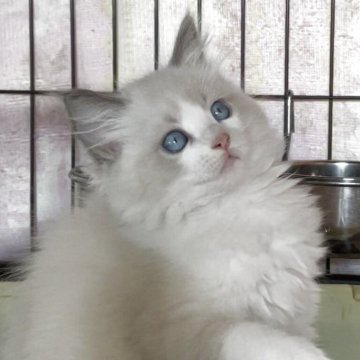 ラグドール【埼玉県・女の子・2025年8月24日・ブルーポイントバイカラー】の写真「可愛い女の子」