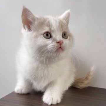 ブリティッシュショートヘア【埼玉県・男の子・2025年10月17日・クリームタビー&ホワイト】の写真「まん丸お顔の男の子」