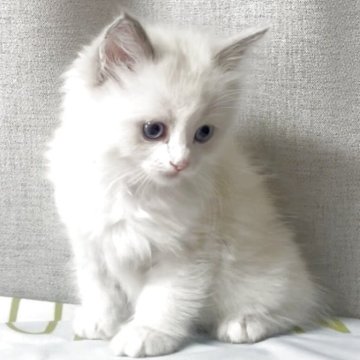 ラグドール【埼玉県・女の子・2025年11月11日・ブルーポイントバイカラー】の写真「可愛い女の子」