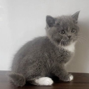 ブリティッシュショートヘア【埼玉県・女の子・2025年10月17日・ブルー&ホワイト】の写真「まん丸お顔の女の子」