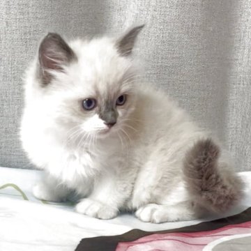 ラグドール【埼玉県・男の子・2025年11月11日・ブルーポイント】の写真「可愛い男の子　」