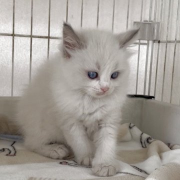 ラグドール【埼玉県・男の子・2025年10月16日・ブルーポイントバイカラー】の写真「可愛い男の子」