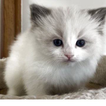 ラグドール【埼玉県・男の子・2025年11月1日・ブルーポイントバイカラー】の写真「可愛い男の子　ふわふわです。」