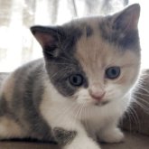 ブリティッシュショートヘア