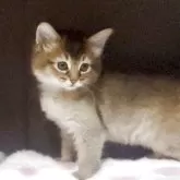 ソマリ