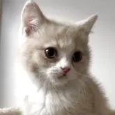 ブリティッシュショートヘア