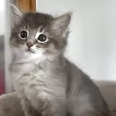 ソマリ