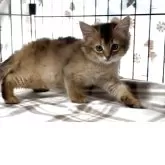 ソマリ