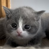 ブリティッシュショートヘア