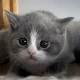 ブリティッシュショートヘア