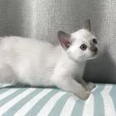 トンキニーズ