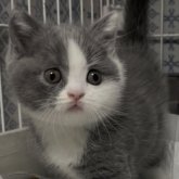 ブリティッシュショートヘア