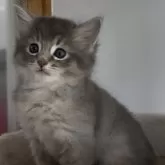 ソマリ