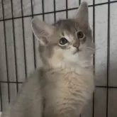 ソマリ
