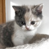 ブリティッシュショートヘア