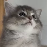 ソマリ