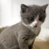 ブリティッシュショートヘア【埼玉県・男の子・2025年11月4日・ブルー&ホワイト】の写真2